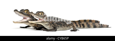 Brillentragende Kaimane, Caiman Crocodilus, auch bekannt als die weiße Kaiman oder gemeinsame Caiman, 2 Monate alt, vor weißem Hintergrund Stockfoto