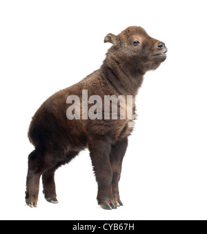 Mishmi-Takin, Budorcas Taxicolor Taxicolor oder Vieh Gämsen oder Gnu Ziege, 15 Tage alt, stehen auf weißen Hintergrund Stockfoto