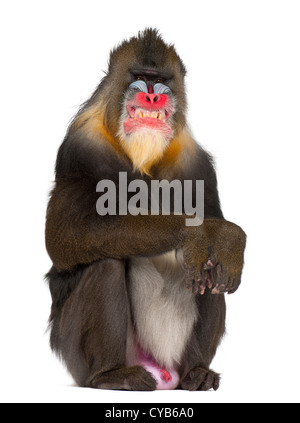 Mandrill Grimassieren, 22 Jahre alt, Mandrillus Sphinx, vor weißem Hintergrund Stockfoto