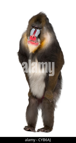 Mandrill, 22 Jahre alt, Mandrillus Sphinx, vor weißem Hintergrund stehen Stockfoto