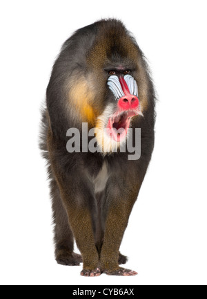 Mandrill, 22 Jahre alt, Mandrillus Sphinx, schreien vor weißem Hintergrund Stockfoto