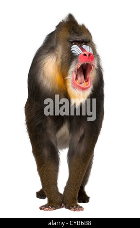 Mandrill, 22 Jahre alt, Mandrillus Sphinx, schreien vor weißem Hintergrund Stockfoto