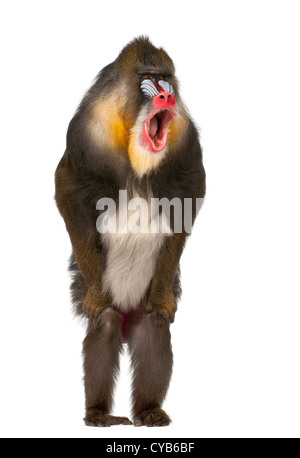 Mandrill, 22 Jahre alt, Mandrillus Sphinx, stehend und schreien vor weißem Hintergrund Stockfoto