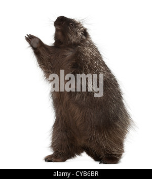 North American Stachelschwein, Erethizon Dorsatum, auch bekannt als Canadian Porcupine oder gemeinsame Stachelschwein vor weißem Hintergrund Stockfoto