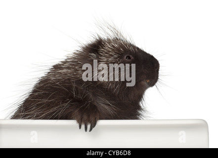 North American Stachelschwein, Erethizon Dorsatum, auch bekannt als Canadian Porcupine oder gemeinsame Stachelschwein vor weißem Hintergrund Stockfoto