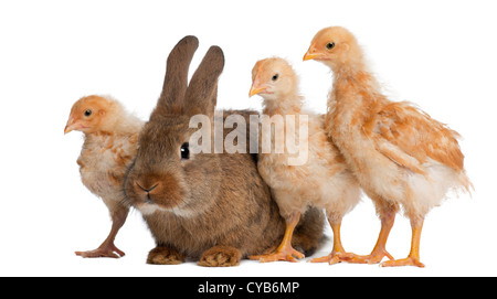 Küken stehen neben Kaninchen vor weißem Hintergrund Stockfoto