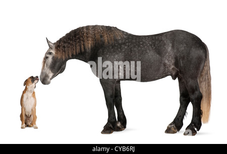 Percheron, 5 Jahre alt, eine Pferderasse Entwurf, stehend und mit Blick auf den Hund vor weißem Hintergrund Stockfoto