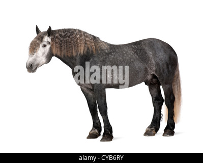 Percheron, 5 Jahre alt, eine Pferderasse Entwurf, stehend vor weißem Hintergrund Stockfoto