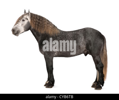 Percheron, 5 Jahre alt, eine Pferderasse Entwurf, stehend vor weißem Hintergrund Stockfoto