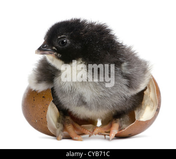 Marans Küken, 15 Stunden alt, stehend in das Ei, aus dem er vor weißem Hintergrund geschlüpft Stockfoto