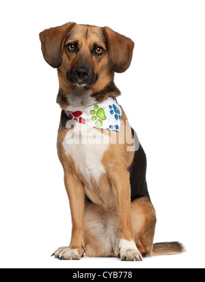 Hund, gezüchtet Kreuz mit Beagle, 2 Jahre alt, tragen Halstuch sitzend vor weißem Hintergrund Stockfoto