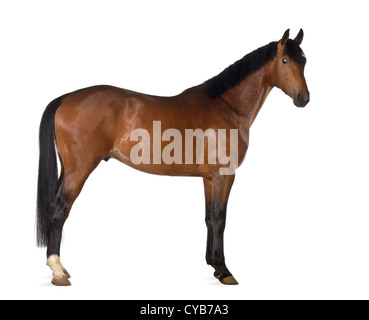 Pferd stehend vor weißem Hintergrund kreuzen Stockfoto