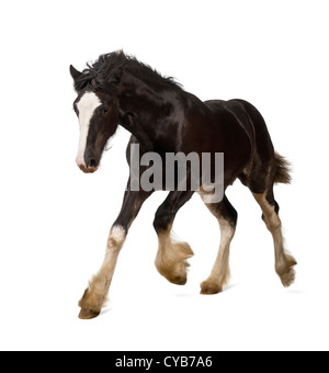 Shire Horse Fohlen im Galopp vor weißem Hintergrund Stockfoto