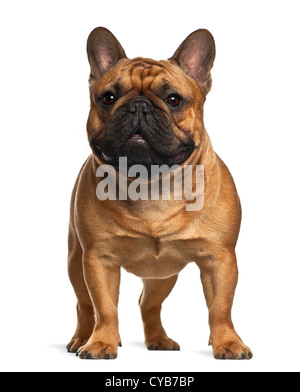 Französische Bulldogge, 4 Monate alt, stehen auf weißen Hintergrund Stockfoto