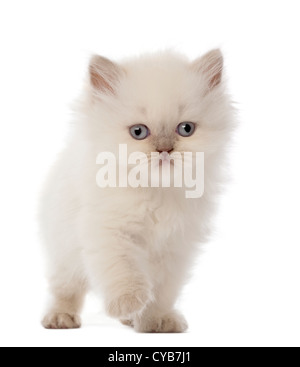 British Longhair Kitten, 5 Wochen alt, Fuß vor weißem Hintergrund Stockfoto