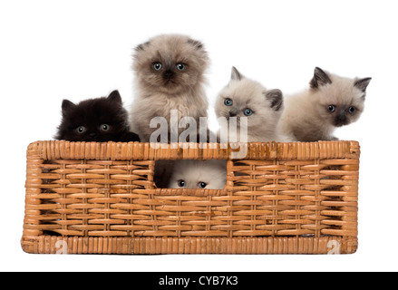 British Kurzhaar Kätzchen in einem Korb vor weißem Hintergrund Stockfoto