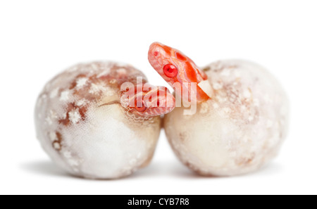 Mais-Schlangen schlüpfen, ist "Okeetee Albinos", die Farbe, Pantherophis Guttatus Guttatus oder rote Ratte Schlangen aus Eiern Stockfoto