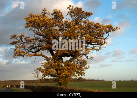 Großen Eiche mit goldenen Herbst Laub neben einer Straße Stockfoto