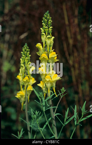 Gelbes Leinkraut (Linaria Vulgaris) Blume Spitzen Stockfoto