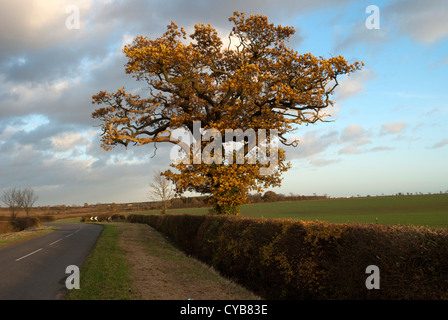 Großen Eiche mit goldenen Herbst Laub neben einer Straße Stockfoto