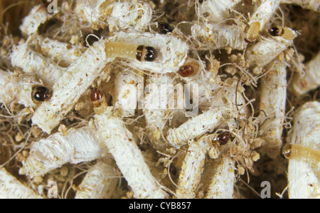 Fall-tragenden Kleidung Moth (Tinea Pellionella) Larve in Fällen auf Stoff Stockfoto