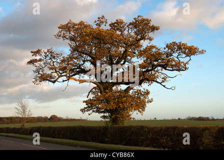 Großen Eiche mit goldenen Herbst Laub neben einer Straße Stockfoto