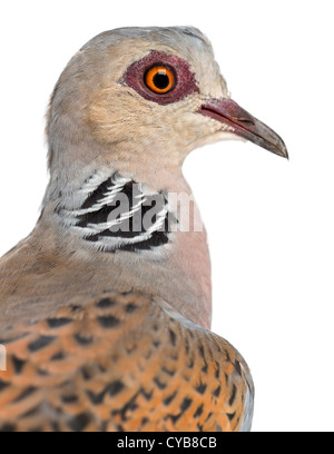 Europäische Turteltaube Streptopelia Turtur, auch bekannt als die Turteltaube, vor weißem Hintergrund Stockfoto