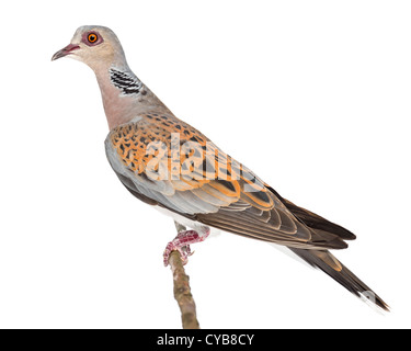 Europäische Turteltaube Streptopelia Turtur, auch bekannt als die Turteltaube, thront auf einem Ast vor weißem Hintergrund Stockfoto