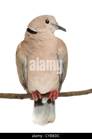 Eurasian Collared Dove thront auf einem Ast, Streptopelia Decaocto, thront auf einem Ast vor weißem Hintergrund Stockfoto