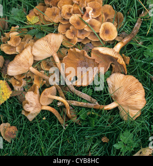 Hallimasch (Armilaria Tabescens) wächst und von alten Birke Baumstumpf abgetastet Stockfoto