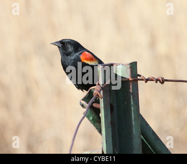 Männliche Rotschulterstärling des territorialen Display. Stockfoto