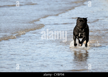 Schwarze Staffordshire Bullterrier mit Kamera im eingeweichten Zustand Stockfoto