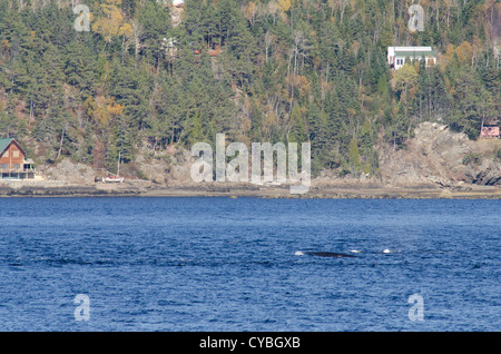 Kanada, Quebec, St.-Lorenz-Strom. Beluga-Wale und Fin whale aka Finnwale (Balaenoptera Physalus). Saguenay – St.-Lorenz-Strom Stockfoto