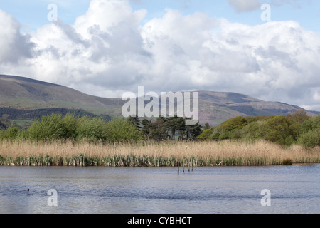 Lagune am Ynys Hir RSPB Natur reserve, Mid Wales, Mai 2012 Stockfoto