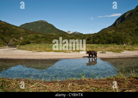 Brauner Bär zu Fuß entlang Kuliak Fluss, Kuliak Ba, Katmai NP Küste, Alaska Stockfoto