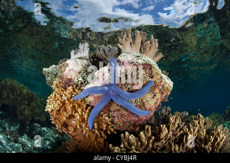 Eine blaue Seastar (Linkia Laevigata) klammert sich an eine kleine Korallen Bommie mit seinen Füßen Rohr. Diese Art ist in der Indo-Pazifik gefunden. Stockfoto