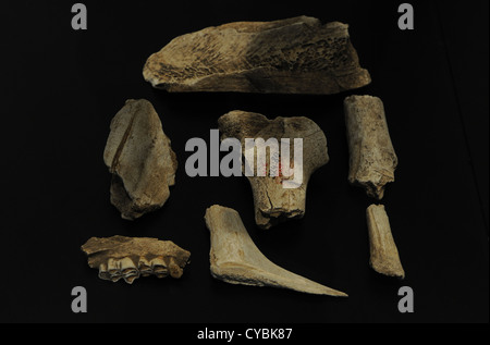 Werkzeuge aus Feuerstein und Tier Knochen. Von Homo Sapiens (Cro-Magnon) durchgeführt. Oberen Paläolithikum. Stockfoto