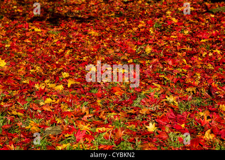 Rote und gelbe Ahornbaum Blätter liegen auf dem Boden an einem sonnigen Tag im Herbst Stockfoto