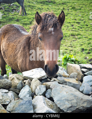 Connemara Pony mit Blick auf eine Trockenmauer, Connemara, County Galway, Irland Stockfoto