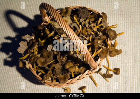 Trompeten-Pfifferling. Ein Weidenkorb mit frisch gesammelten neu Pilze "Eierschwämmen Tubaeformis" Stockfoto