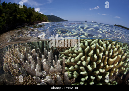 Eine vielfältige Reihe von Korallen Riff-Gebäude wächst im flachen Wasser im Herzen der Coral Triangle, Raja Ampat. Stockfoto