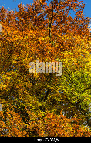 Detail der Buche im Herbst in der Nähe von Seldmere, East Yorkshire, England, UK Stockfoto