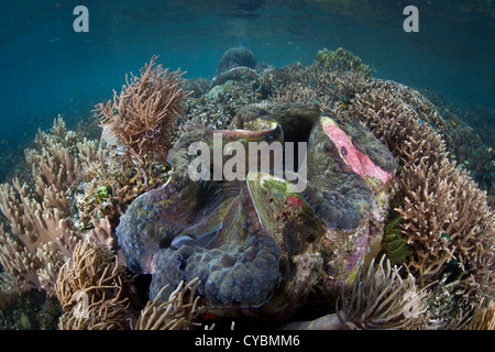 Eine massive Riesenmuschel Tridacna Gigas, wächst in sehr flachem Wasser an einem gesunden Korallenriff. Dies ist eine vom Aussterben bedrohte Arten. Stockfoto