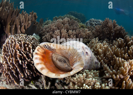 Eine Riese Triton Trompete Shell (Charonia Tritonis) sitzt auf einem flachen Korallenriff im westlichen Pazifischen Ozean, wo er heimisch ist. Stockfoto