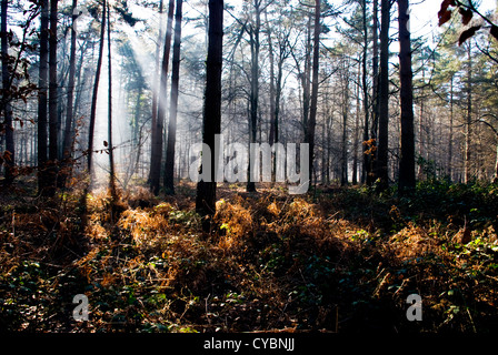 Royal Forest of Dean Stockfoto