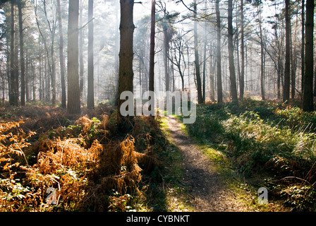 Royal Forest of Dean einen Pfad durch den Wald Stockfoto