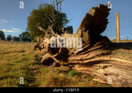 faulenden Baumstamm Verlegung im Bereich Stockfoto