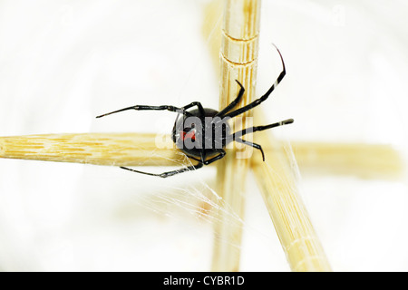 Erwachsene weibliche schwarze Witwe Spinne mit typischen roten Sanduhr am Bauch Stockfoto