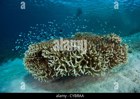 Kleine blau-grüne Riffbarsche (Chromis SP.) schweben über Korallen Kolonie in Raja Ampat, Indonesien. Dieses Gebiet hat hohen Biodiversität. Stockfoto