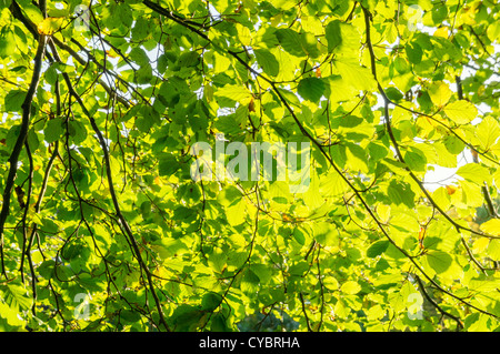 Sonnenlicht durch Blätter auf einem Baum Bäume Stockfoto